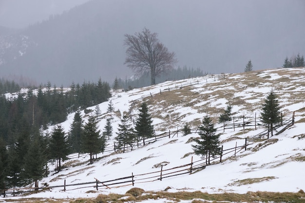 Lente landschap met beuken op de heuvel