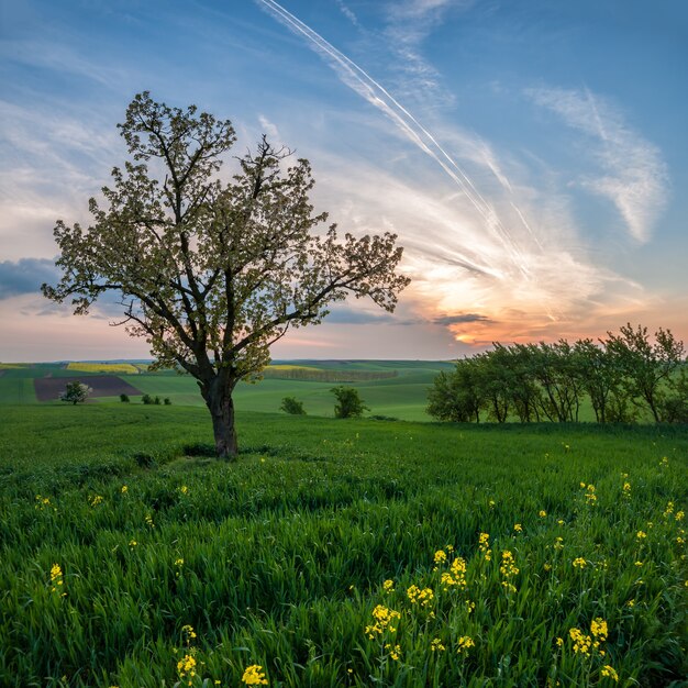 Lente landschap met boom op groene tarweveld, prachtige zonsondergang in de lucht