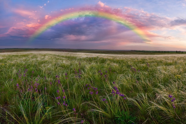 Lente landschap met regenboog in een grote weide, verengras en bloem