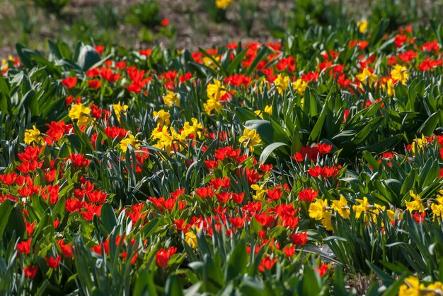 Lente landschap met tulp en narcissen bloemen weide in park