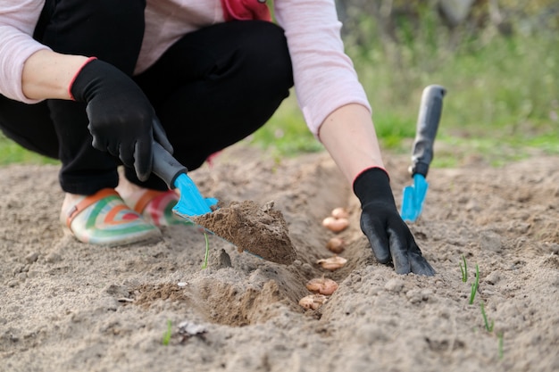 Lente lente seizoenswerk, planten in gecultiveerde grond van bloembollen