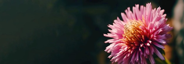 Lente lila bloem in de natuur donkere natuurlijke achtergrond close-up Tuin prachtige plant Header banner