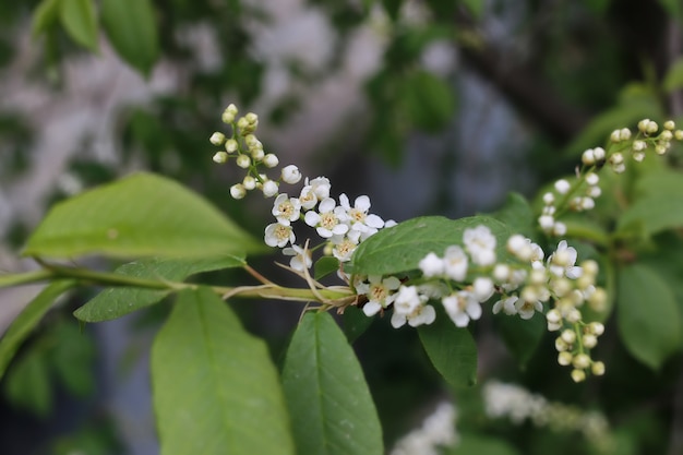 Lente macro blad en bloem van nieuw leven