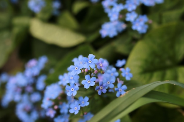 Lente macro blad en bloem van nieuw leven