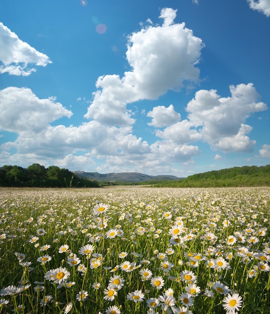 Lente madeliefje bloemen in de weide