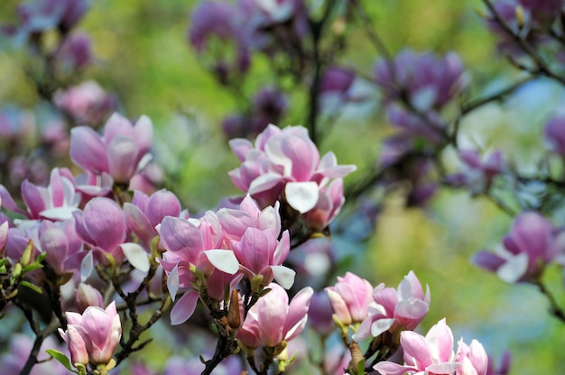 Lente magnolia bloemen, natuurlijke abstracte zachte bloemen achtergrond