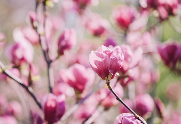 Lente magnolia bloemen op de natuurlijke achtergrond Voor deze foto toegepast kleurtoning effect