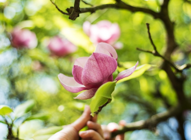 Foto lente magnolia bloemen