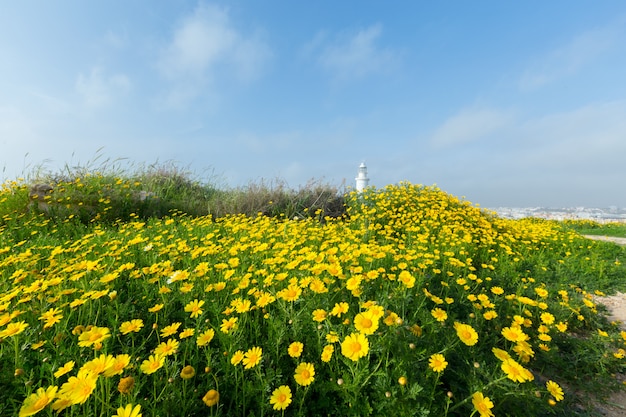 Lente met mooie gele bloemen