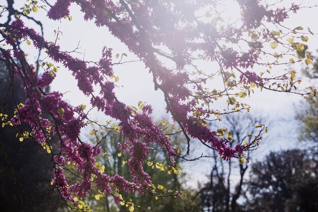 Lente - mooie kersentak in het zonlicht. Sakura