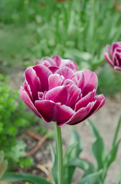 Lente mooie paarse Dream Toush Paarse pioenroos in de tuin