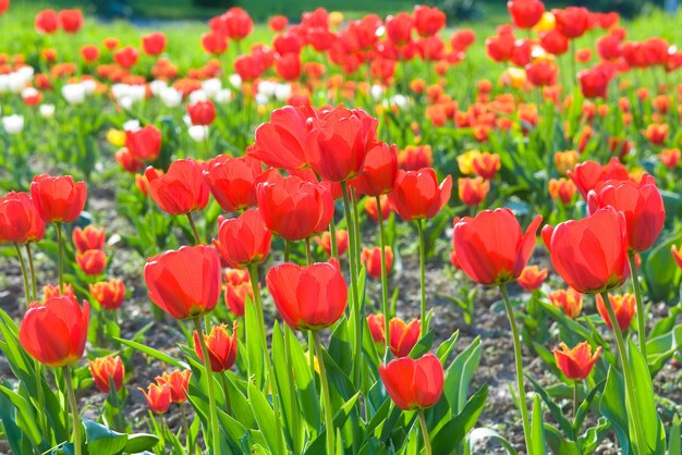 Lente mooie rode tulp bloemen