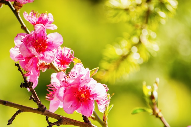 Lente, mooie roze bloemen op boomtakken.