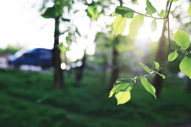 Lente natuur achtergrond Boslandschap Groene bomen en gras op een lenteochtend