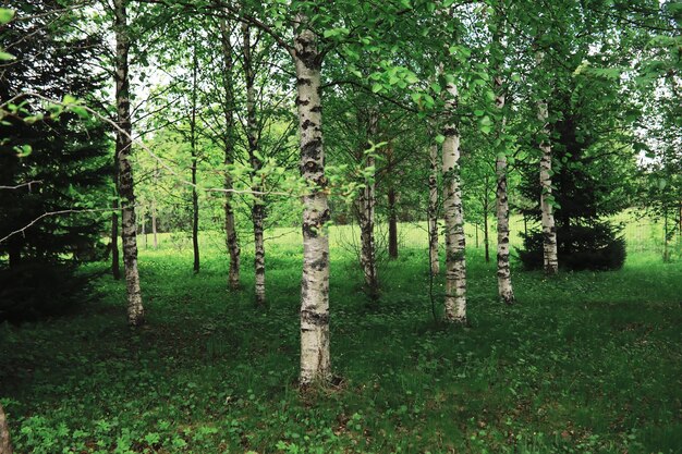 Lente natuur achtergrond Boslandschap Groene bomen en gras op een lenteochtend