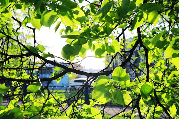 Lente natuur achtergrond Groen van bomen en grassen op een zonnige lenteochtend Boslandschap