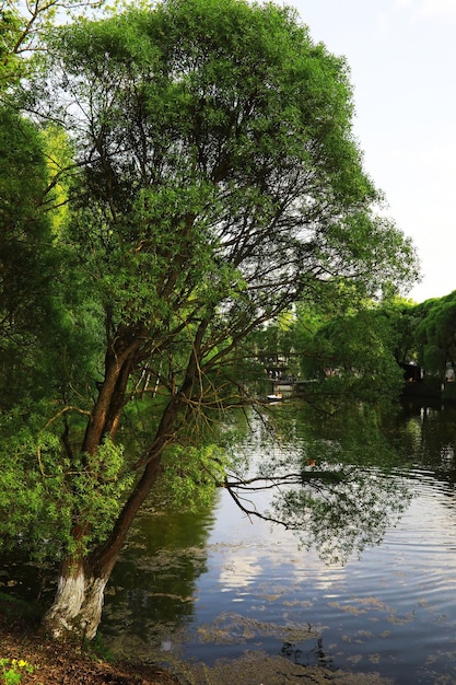 Lente natuur achtergrond groen van bomen en grassen op een zonnige lenteochtend boslandschap