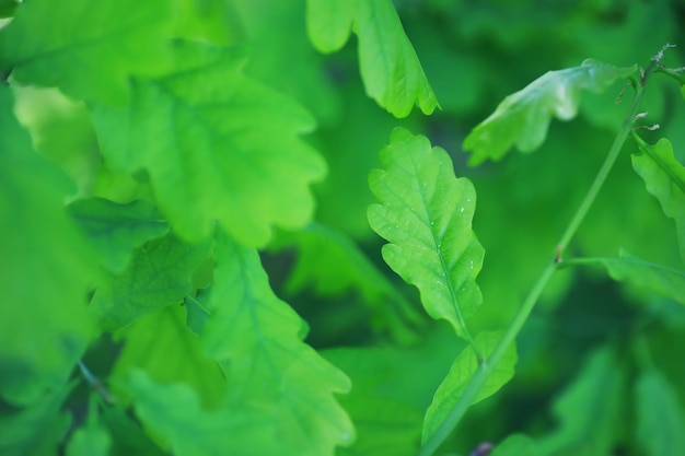 Lente natuur achtergrond Groen van bomen en grassen op een zonnige lenteochtend Boslandschap