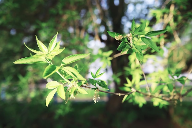 Lente natuur achtergrond Groene bomen en grassen op een zonnige lenteochtend Boslandschap