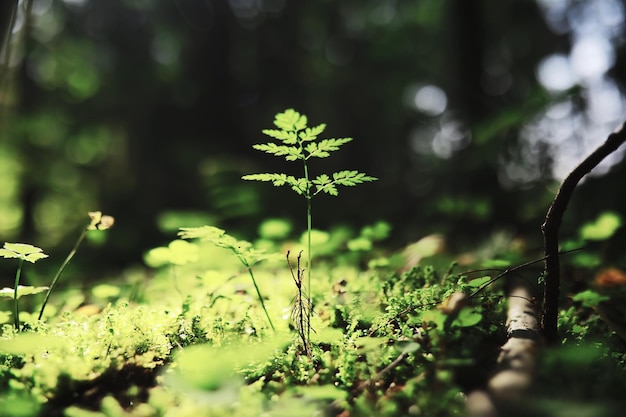 Lente natuur achtergrond Groene bomen en grassen op een zonnige lenteochtend Boslandschap