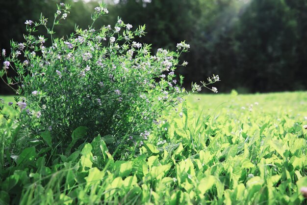 Lente natuur achtergrond Groene bomen en grassen op een zonnige lenteochtend Boslandschap