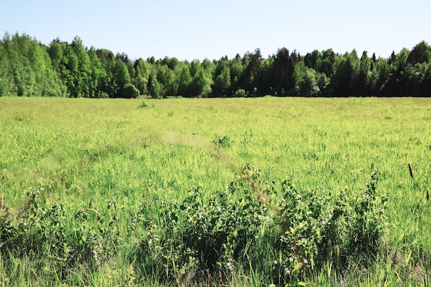 Lente natuur achtergrond Groene bomen en grassen op een zonnige lenteochtend Boslandschap