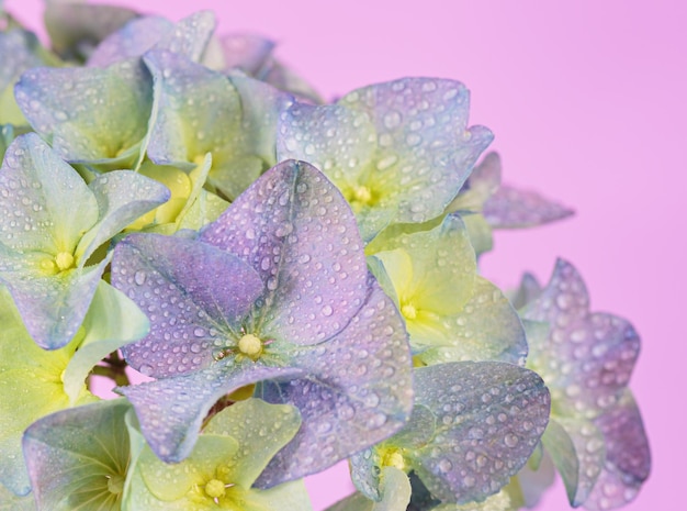 Lente natuur achtergrond met bloeiende hortensia bloemen