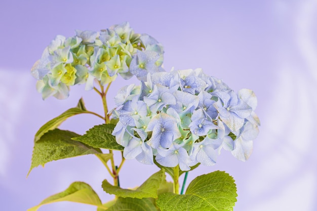 Lente natuur achtergrond met bloeiende hortensia bloemen