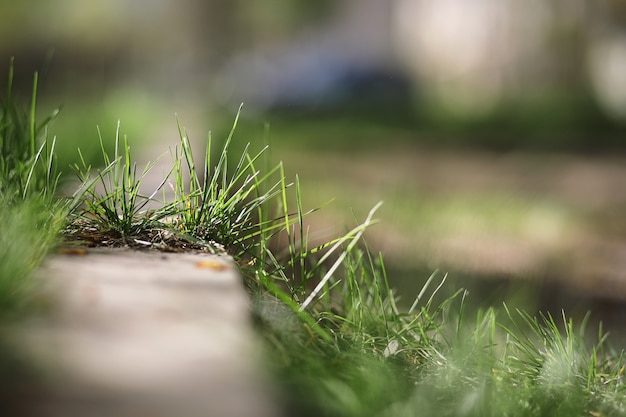 Lente natuur. Bladeren en struiken met de eerste groene bladeren in het park in het voorjaar. Groene bladeren op takken in de lente.