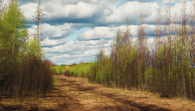 Lente natuur boslandschap met bewolkte hemel Rusland Selectieve focus