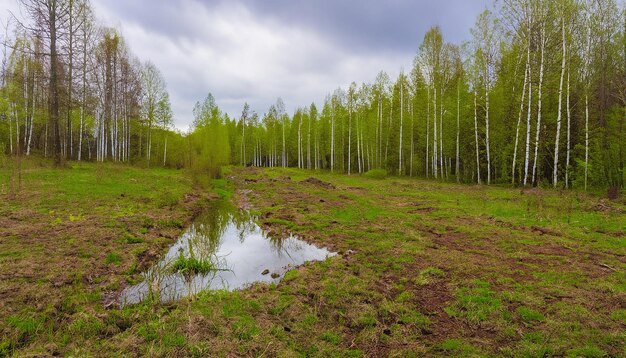 Lente natuur boslandschap met bewolkte hemel Rusland Selectieve focus