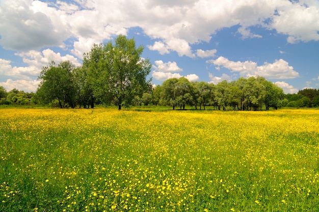 Lente natuur landschap met felgele bloeiende bloemen