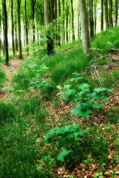 Lente natuurgroei in een groen bos Laag hoeklandschap van bomen in afgelegen bossen met wilde planten en wijnstokken die op de grond groeien Prachtig gebladerte in een milieuvriendelijke omgeving