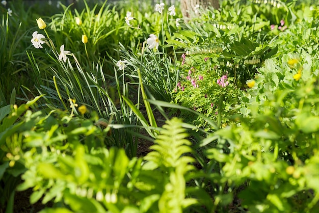 Lente natuurlijke achtergrond, groene weide kruiden en bloeiende tuin bloemen in zonlicht.