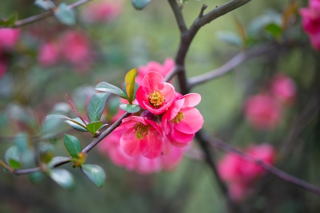 Lente natuurlijke achtergrond met roze bloemen wazig beelden selectieve focus