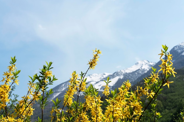 Lente of zomer landschap bloeiende plant met gele forsythia bloemen tegen besneeuwde bergtoppen