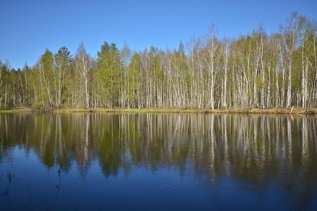 Lente op de bosrivier