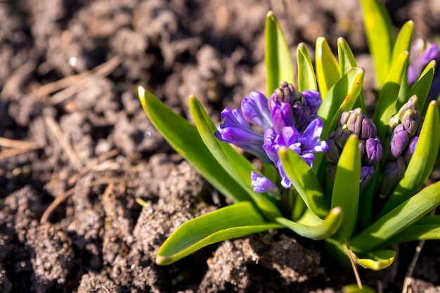 Lente paarse hyacinten. Paarse Hyacinthus orientalis in de tuin.