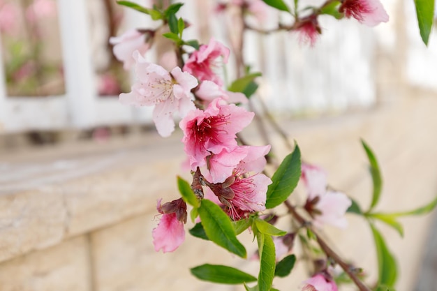 Lente perziktuin Bloeiende perzikboomtakken