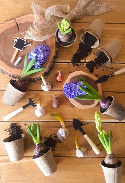 Lente planten van planten op een houten tafel