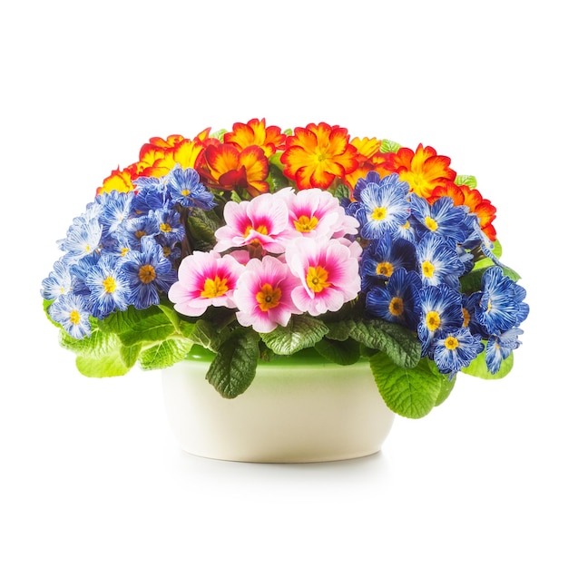 Lente primula bloemen