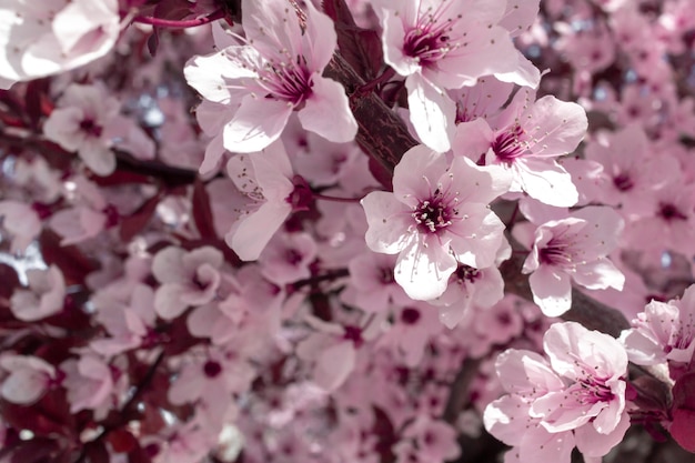 Lente roze bloem. Amandelboom in bloei.