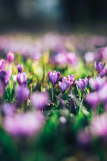 Lente saffraan met mooie bokeh