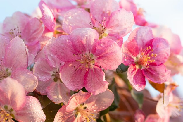 Lente sakura bloesem bloem takje