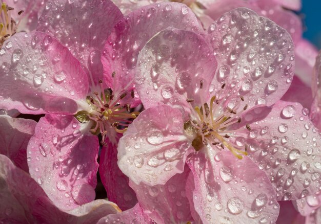 Foto lente sakura bloesem bloem takje