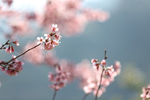 Lente sakura roze bloem in close-up