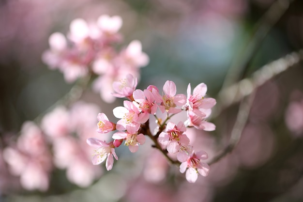 Lente sakura roze bloem in close-up