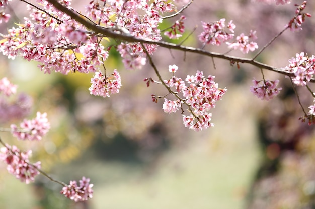 Lente sakura roze bloem van dichtbij