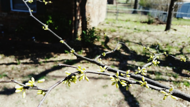 Foto lente schoonheid gevonden in mijn voortuin