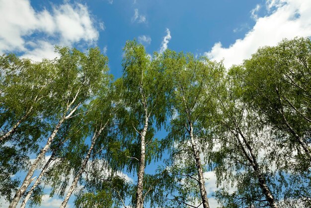 Lente seizoen foto